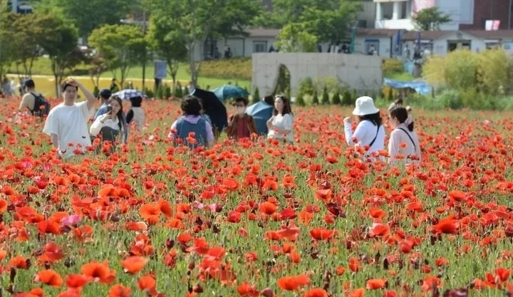 태화강 국가정원 봄꽃축제. 서울신문DB
