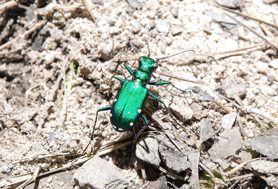 ‘육점박이범하늘소(Six-spotted tiger beetle)’ 관련 이미지. 위키피디아