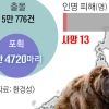 일본 뒤흔드는 ‘곰 공포’… 출몰·포획 모두 역대 최대