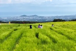 [포토] 싱그러운 청보리밭 물결