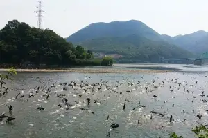 민물가마우지에 물고기·나무 초토화… 퇴치 사업은 하세월