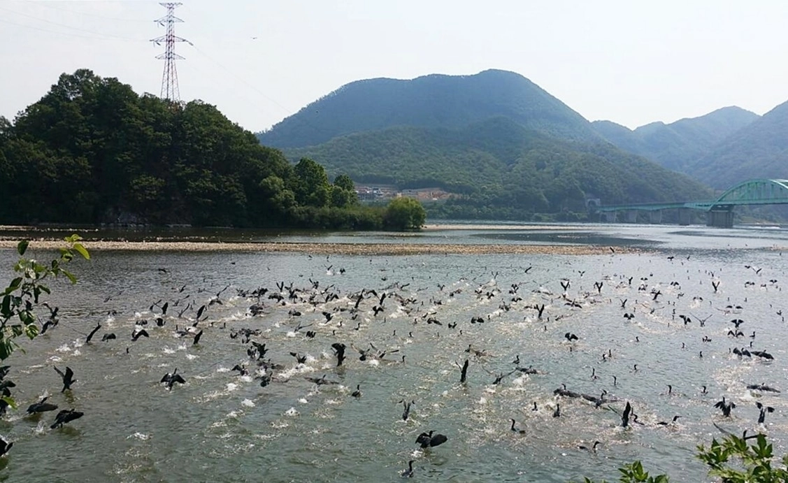 북한강을 점령한 민물가마우지 떼. 유해 야생동물로 지정된 민물가마우지가 지방자치단체들의 무관심 탓에 개체수가 늘면서 내수면 어업에 막대한 피해를 주고 있다. 연합뉴스