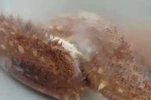 마을어업 고소득 수산물 오분자기·홍해삼… 수정란 보급 나선다