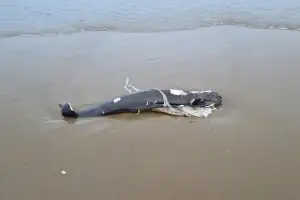 ‘멸종 위기’ 상괭이 사체 인천 굴업도 해변서 잇따라 발견