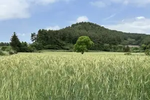 수입산 호밀 대신할까… 제주서 ‘트리티케일’ 가능성 주목
