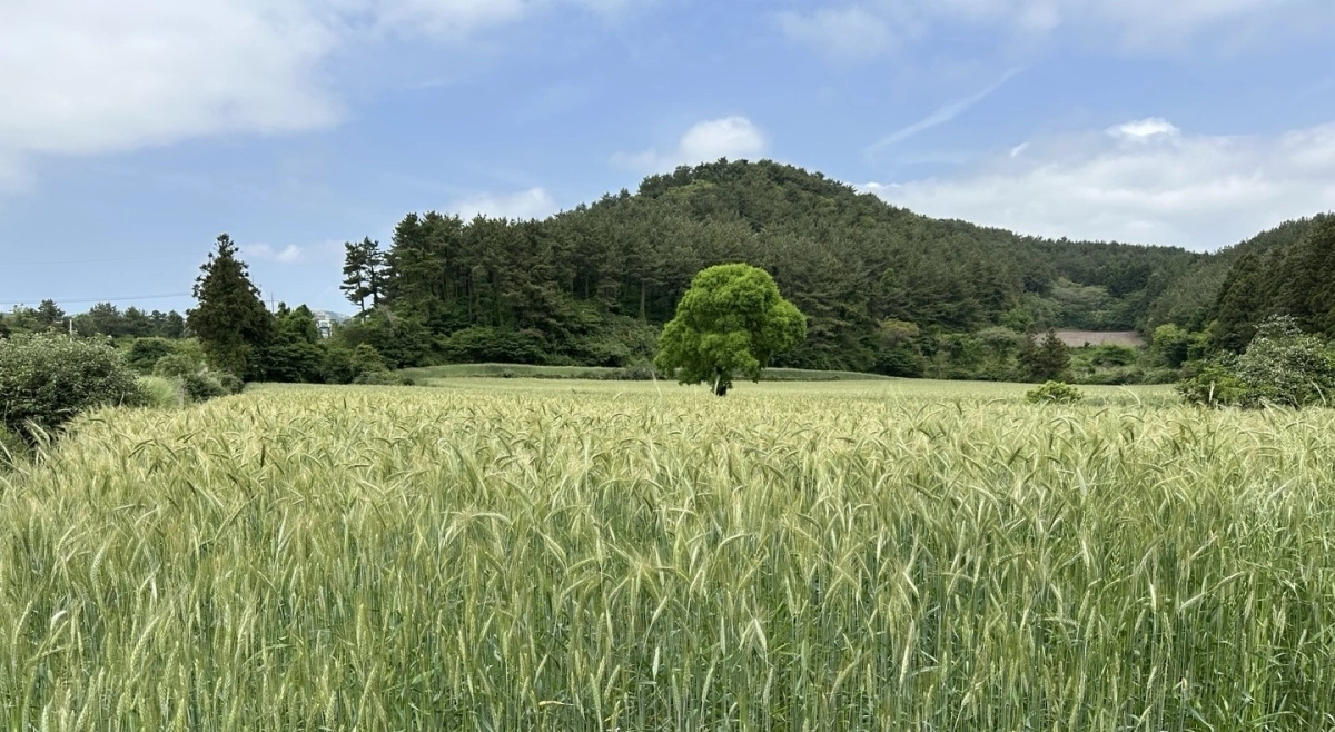 제주도 농업기술원은 새로운 사료작물인 트리티케일이 제주지역에서 수입산 호밀을 대체할 조사료로 활용될 가능성을 확인했다. 제주도 제공