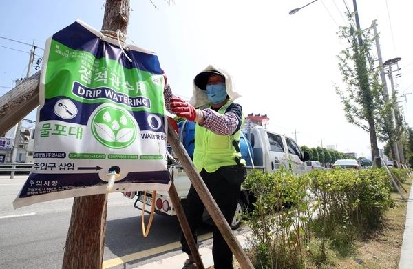 찜통더위가 이어졌던 지난해 7월 10일 광주 북구청 공원녹지과 도시녹화팀 직원들이 기아챔피언스필드 일대 무등로에서 무더위와 폭염으로 인한 가로수 고사 방지를 위해 물주머니를 설치하고 있다. 광주 북구청 제공