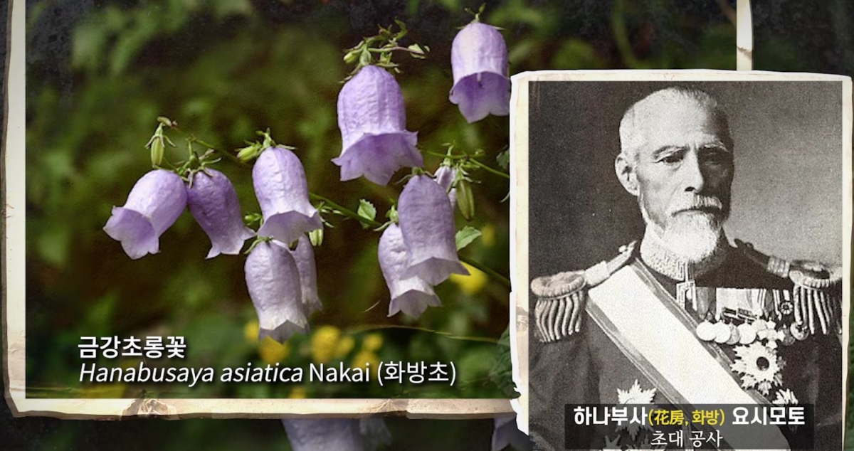 조선 주재 일본 초대 공사 하나부사(花房) 요시모토의 성을 따 한때 ‘화방초’로 불리는 수모를 겪었던 금강초롱꽃. 우리 이름을 되찾기 전 아픈 역사를 보여준다. 국립수목원 유튜브 캡처
