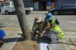 ‘순천 지역 가로수는 안전해요’···가로수 위험성 제거 사업 확대