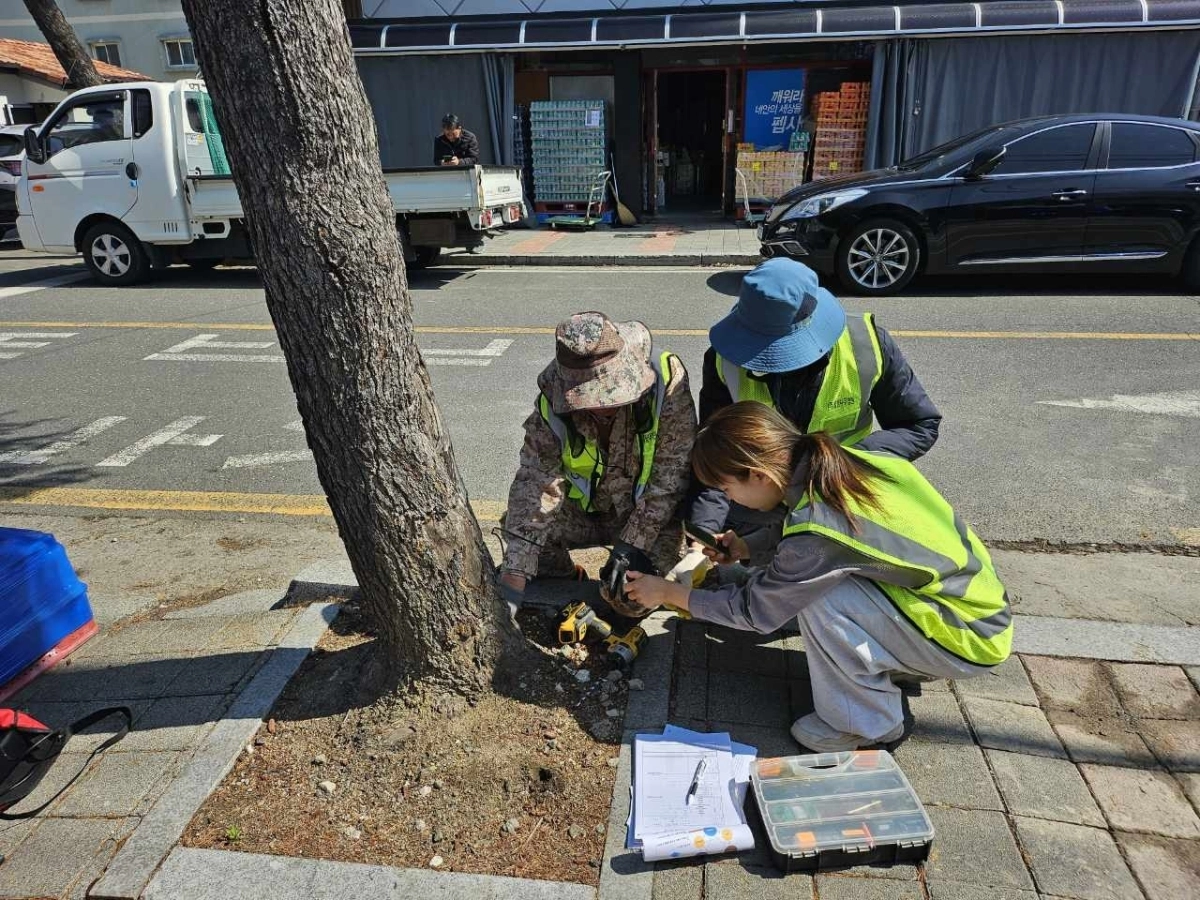 순천시 공원녹지과 직원들이 노후 가로수를 대상으로 위험성 평가를 진행하고 있다.