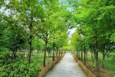충북은 도시숲 천국… 때이른 더위, 녹색 찬바람으로 식혀요