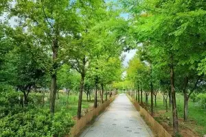 충북은 도시숲 천국… 때이른 더위, 녹색 찬바람으로 식혀요