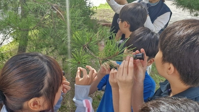 경기도 A초등학교 학생들이 루페로 소나무 잎을 관찰하는 모습. 출처: 한국수목치료기술자협회