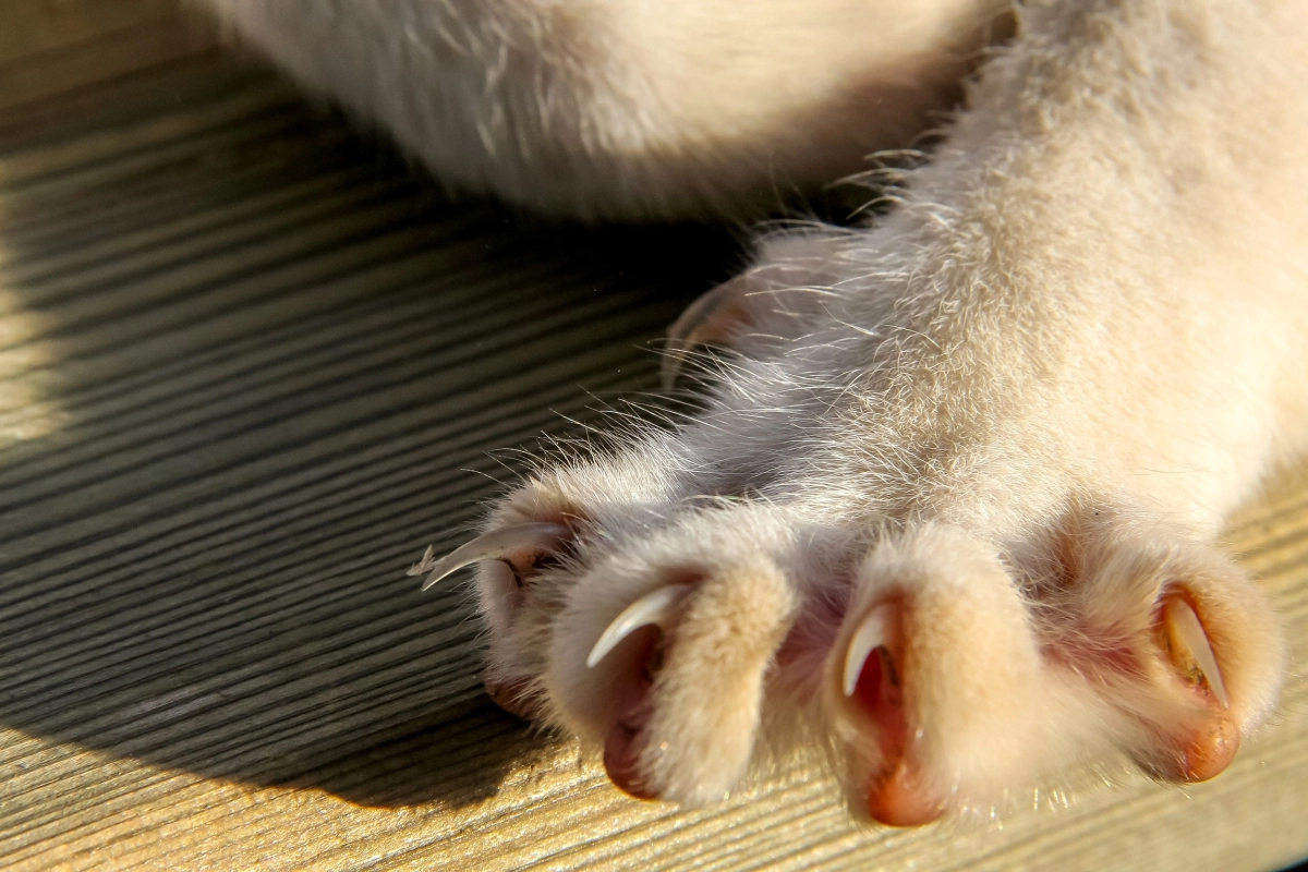 고양이 발톱 자료사진. 123RF
