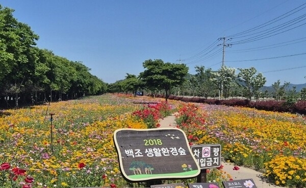 진도군 백조 생활환경숲.