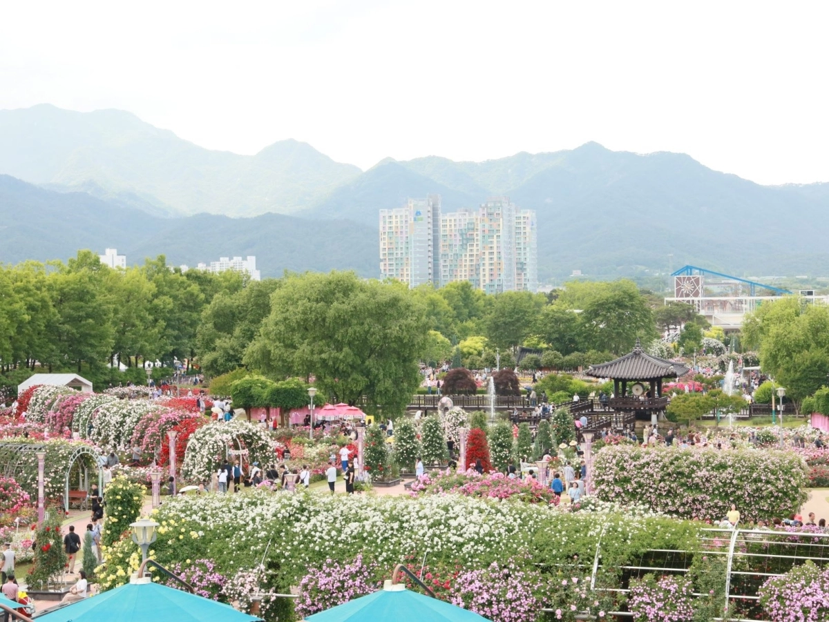 ‘2026 곡성세계장미축제’가 열리고 있는 장미원 전경.