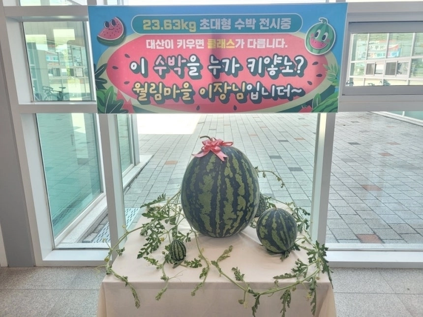 경남 창원시에서 생산된 초대형 수박. 연합뉴스