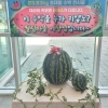 “초1 여아 몸무게”…창원서 23.63㎏ 슈퍼수박 등장