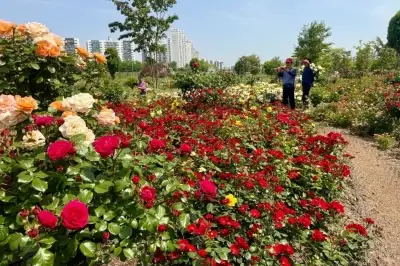 절정 맞는 구로 안양천 장미꽃밭… 산책로에 붉은 꽃송이가 ‘활짝’
