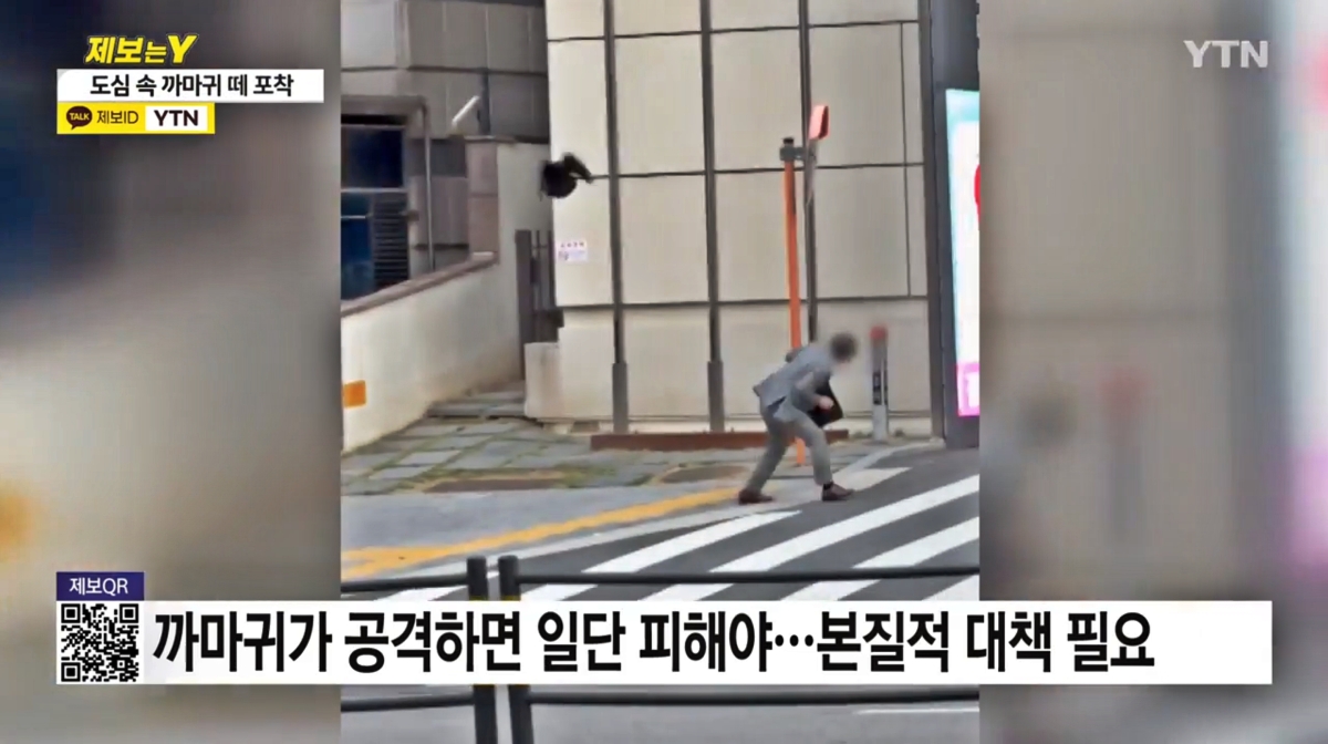 2024년 5월 서울 강남구 역삼동에서 행인을 공격하는 까마귀 모습. YTN 보도 화면