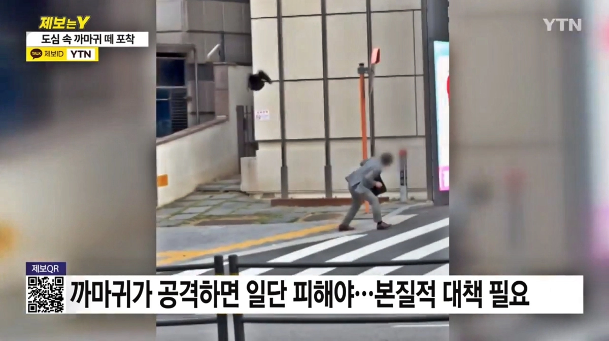 2024년 5월 서울 강남구 역삼동에서 행인을 공격하는 까마귀 모습. YTN 보도 화면