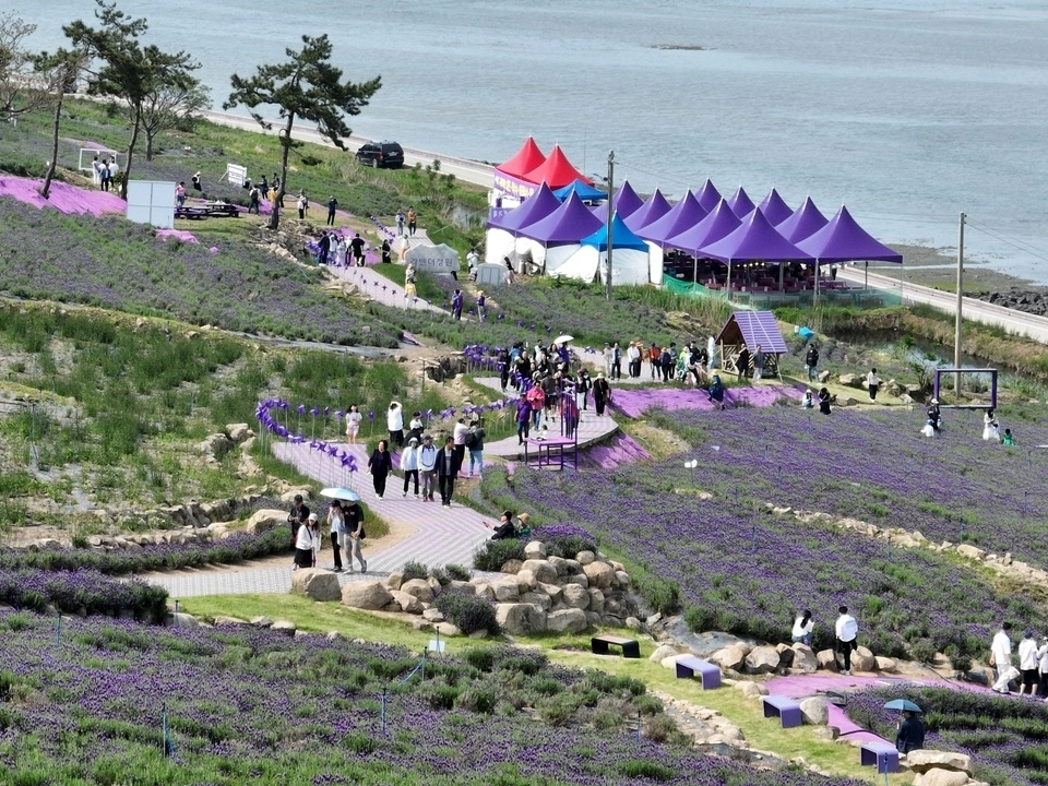 2026 라벤더 축제가 열린 신안군 퍼플섬에 관광객들이 ‘라벤더 정원’을 산책하고 있다. (신안군 제공)