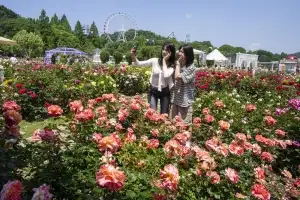 지금 안 가면 후회! 에버랜드 장미 300만 송이가 기다려요