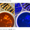 선거철 색깔 논란에…‘파란색 떡볶이’까지 등장했다