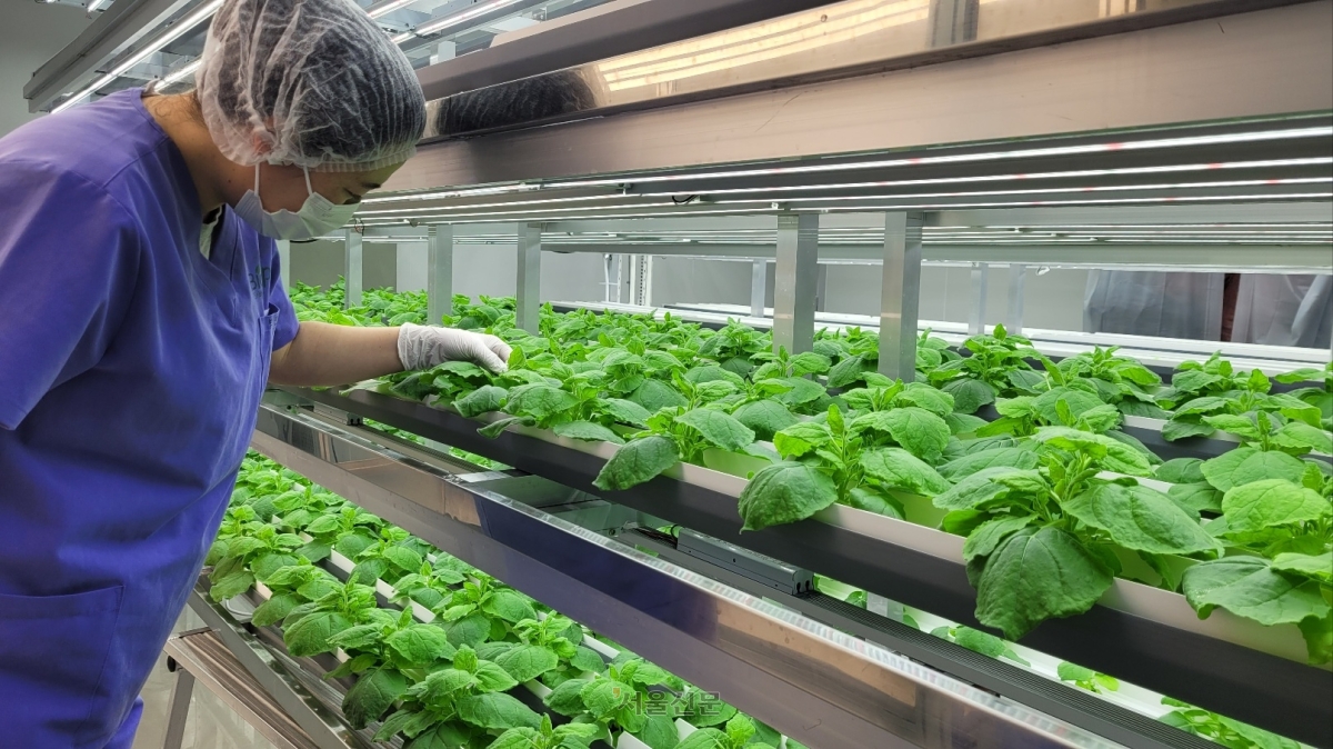 경북 포항 소재 그린바이오 기업 ‘바이오앱’의 밀폐형 식물공장에서 직원이 돼지열병 항체단백질을 품은 담뱃잎인 니코티아나 벤티미아나를 살펴보고 있다.