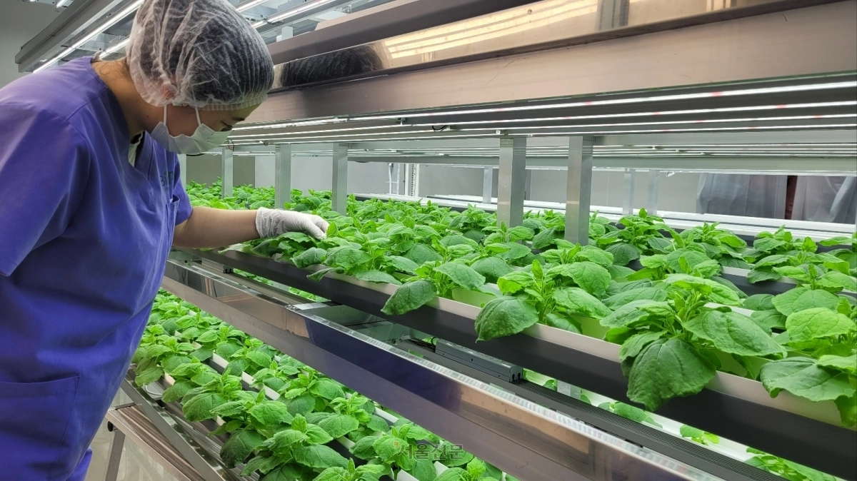 경북 포항 소재 그린바이오 기업 ‘바이오앱’의 밀폐형 식물공장에서 직원이 돼지열병 항체단백질을 품은 담뱃잎인 니코티아나 벤티미아나를 살펴보고 있다.