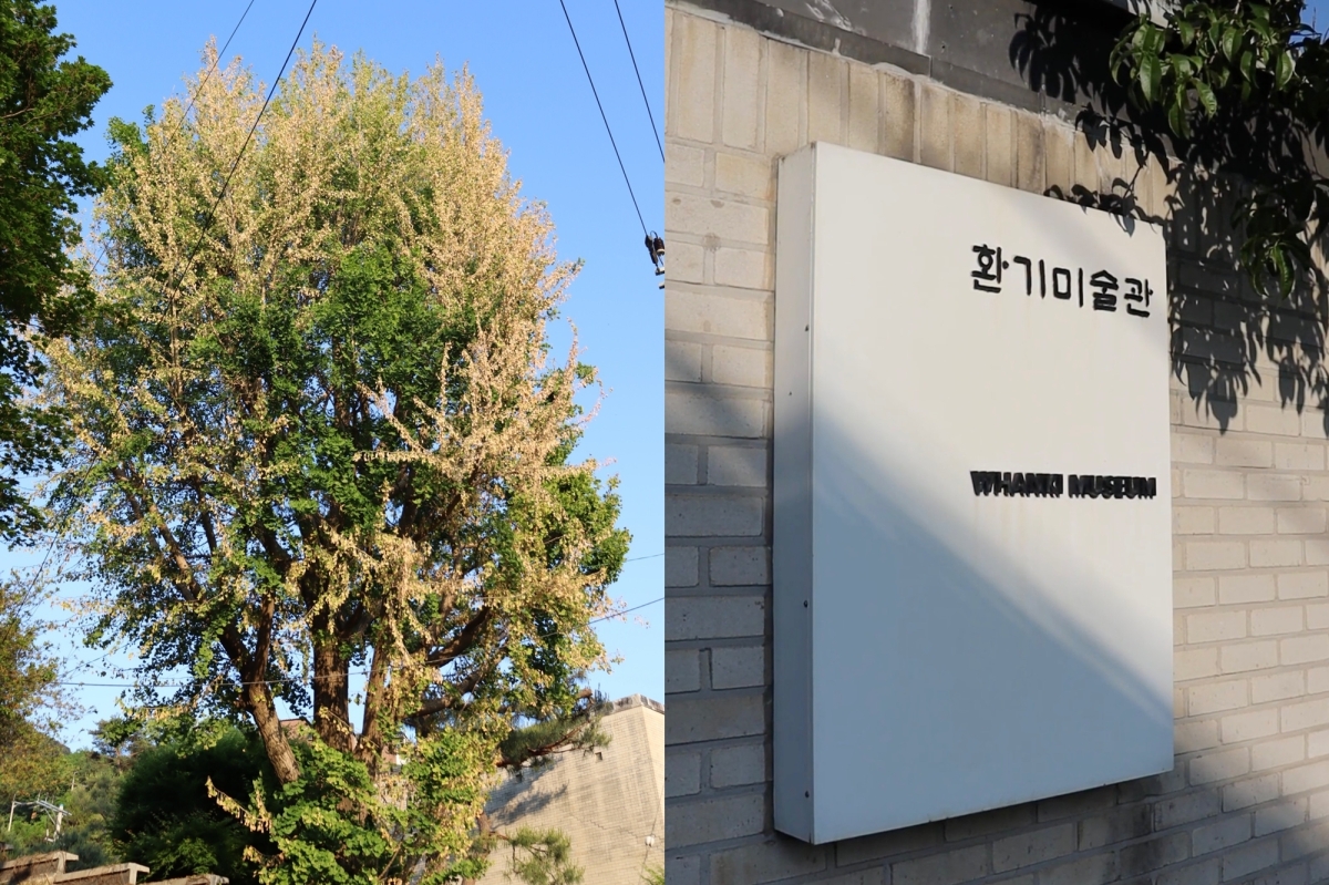 서울 종로구 부암동 환기미술관 측이 수령 100여년 된 은행나무에 제초제를 주입해 나무를 죽게 만들었다는 주장이 제기됐다. 서울환경연합 인스타그램