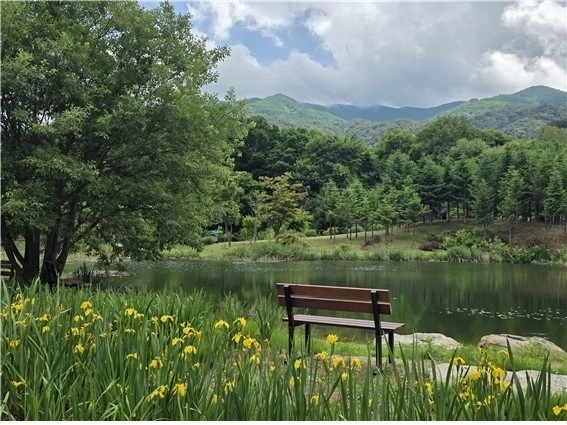경북 봉화 백두대간수목원 내 거울연못에 핀 노랑 꽃창포. 백두대간수목원 제공