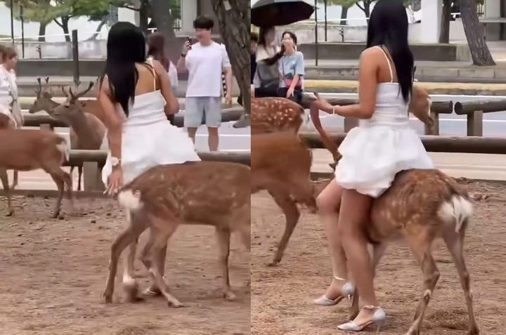 지난 3일(현지시간) 일본 제이캐스트뉴스는 소셜미디어(SNS)를 통해 나라현 나라공원으로 추정되는 장소에서 한 여성이 사슴 위에 앉으려 하는 모습이 담긴 영상이 확산됐다고 보도했다. 엑스(X) 캡처