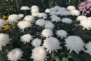‘메이드 인 충남’ 국화 ‘백야’ 베트남서 생산·유통