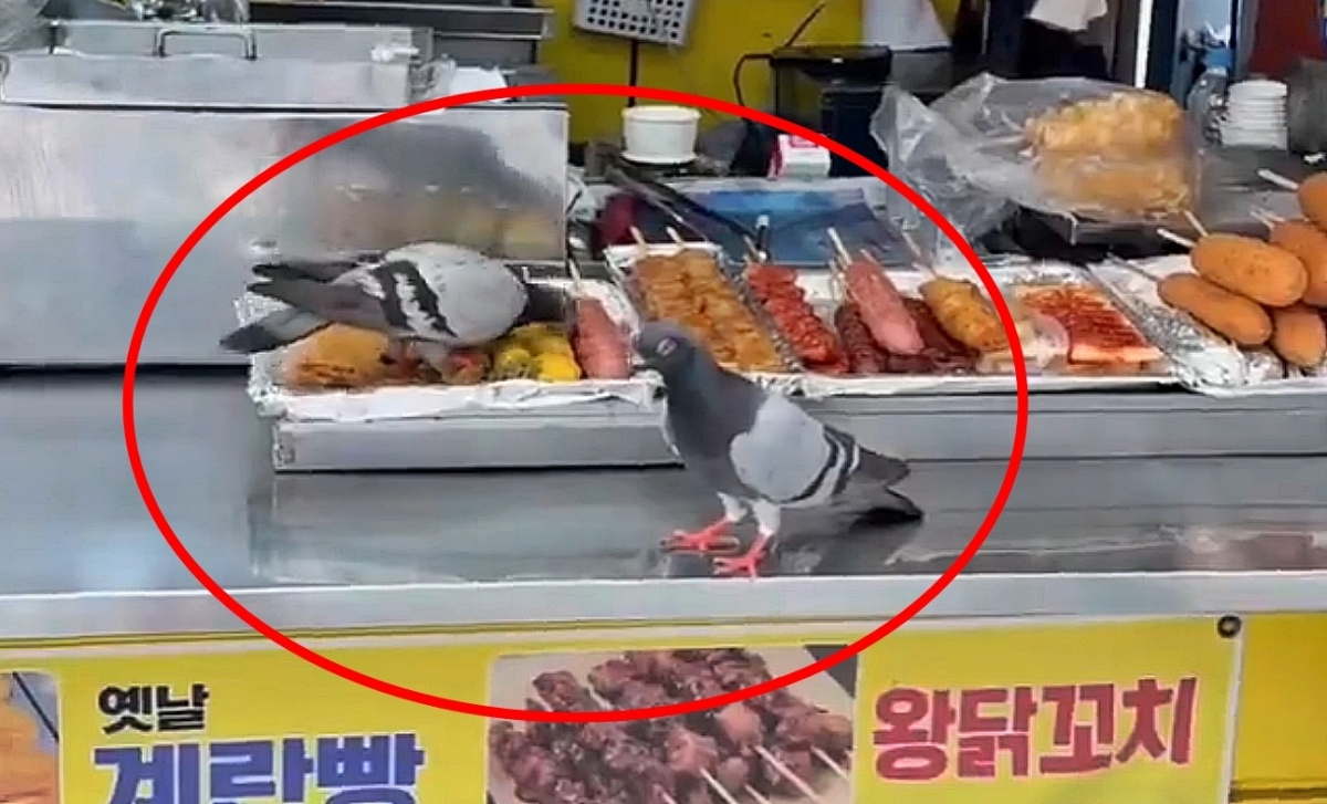 길거리 음식 판매대 위를 돌아다니며 판매용 음식을 쪼아 먹는 비둘기들의 모습이 담긴 영상이 공개돼 위생 논란이 일고 있다. 2026.6.5 스레드