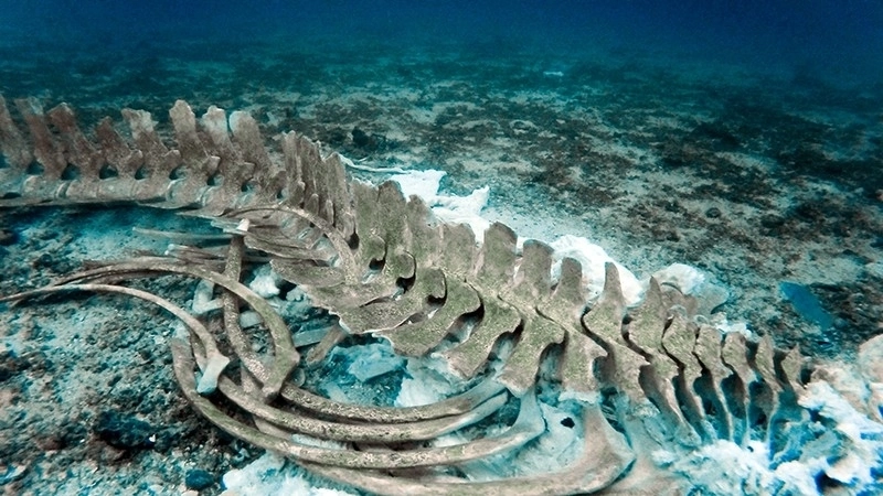 거대한 고래 무덤. 네이처/미국 해양대기정(NOAA) 제공