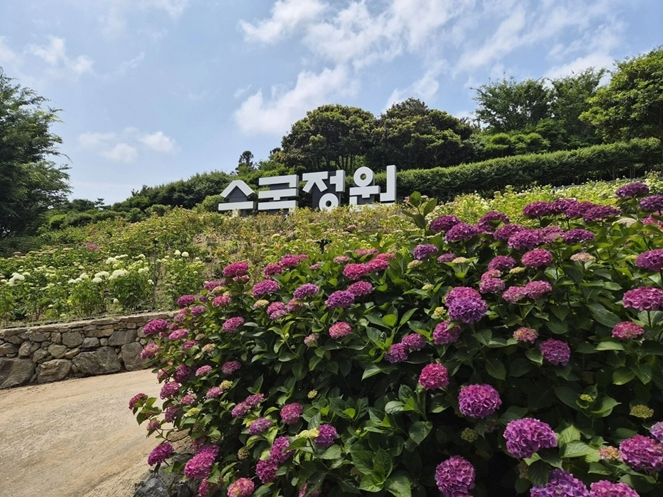 전남 신안군 도초 수국정원. 신안군은 이곳에서 오는 6월 19일부터 28일까지 열흘간 ‘2026 섬 수국축제’를 개최한다. (신안군 제공)