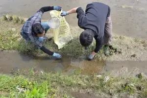 “왕우렁이 피해 막는다”…전남, 수거·차단망 설치·모니터링 등 대응 총력