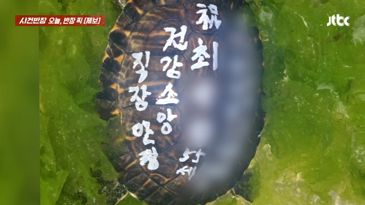 한 50대 남성이 거북이 등에 페인트로 건강 기원 등의 소원을 적은 후 방류했다. JTBC ‘사건반장’ 방송화면 캡처