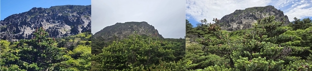 2024~2026년 한라산 구상나무 열매 분포도. 제주도 세계유산본부 제공