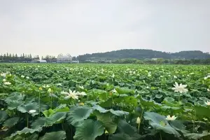 ‘동양 최대 백련지’ 초록빛 물결… 무안연꽃축제 26일 개막