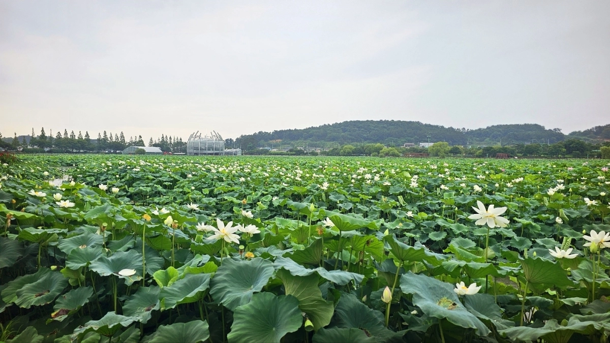 전남 무안군 일로읍 회산 백련지에 연꽃이 활짝 피었다. (무안군 제공)