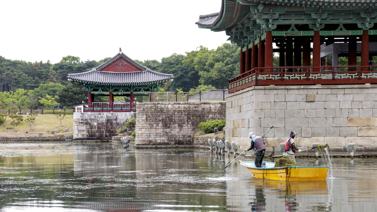 작업자들이 경북 경주시 대표 신라 유적지인 동궁과 월지 내 연못 내 수초를 제거하고 있다. 경주시 제공