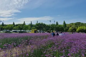 부산 대저생태공원 숙근버베나 만개…도심 힐링공간 각광