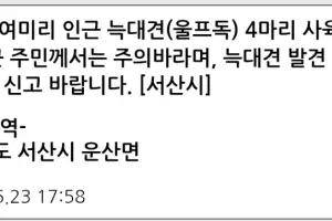 서산·당진 늑대견(울프독) 주의…탈출한 4마리 포획중