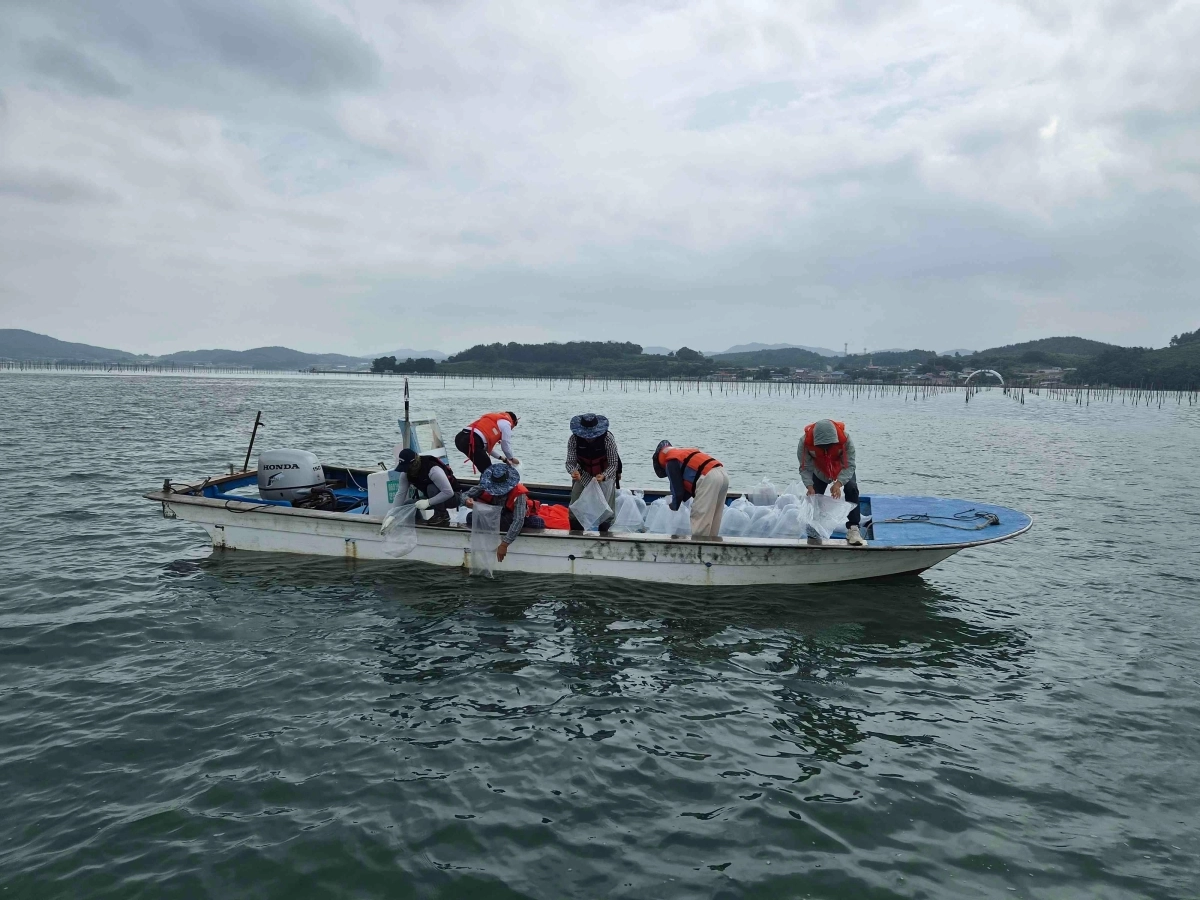 전남 무안군이 어촌계 어민들과 함께 청계만 복길항 인근 해역에 주꾸미 종자 10만 마리를 방류하고 있다. (무안군 제공)