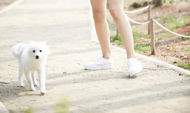 스피츠 종 자료사진. *해당 기사와 직접적 관련 없음. 아이클릭아트