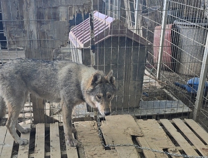 지난 16일 우리에서 탈출한 늑대개 중 한 마리가  24일 충남 서산시 운산면 농가로 돌아왔다. 서산 뉴시스