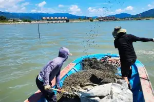 전국 최대 주산지 ‘벌교꼬막 살려라’···3년간 21억 본격 투입