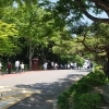 한여름 그늘 드리운 가로수, 도시 폭염 식히는 ‘천연 에어컨’